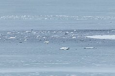Incidentas Varėnos rajone: įtariama, kad sprogo įskridęs dronas Incidentas Varėnos rajone: įtariama, kad sprogo įskridęs dronas